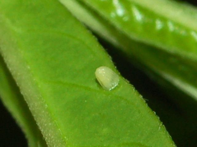 Danaus plexippus